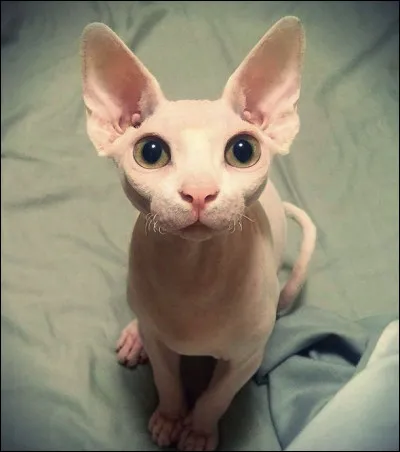 À combien de % aimes-tu les chats Sphynx ?