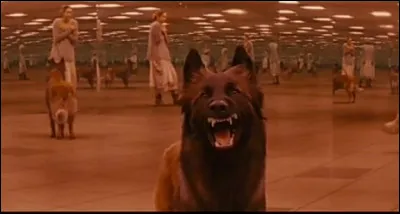 Un chien vient vers toi en grognant, que fais-tu ?