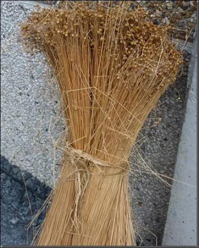 Quelles autres fibres sont extraites de la tige ?