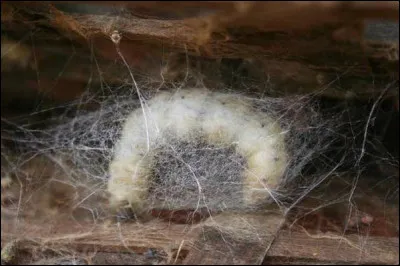 Comment s'appelle l'élevage du ver à soie ?