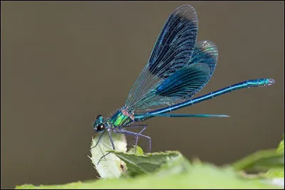 Que font les libellules femelles pour échapper aux avances des mâles un peu trop insistants ?