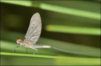 Quelle est la durée de vie moyenne des éphémères ?