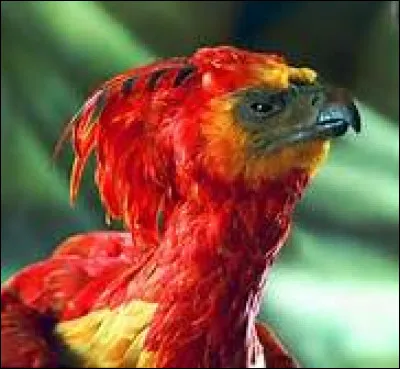 Comment s'appelle l'animal ?