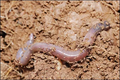 Absence d'effets, c'est la...