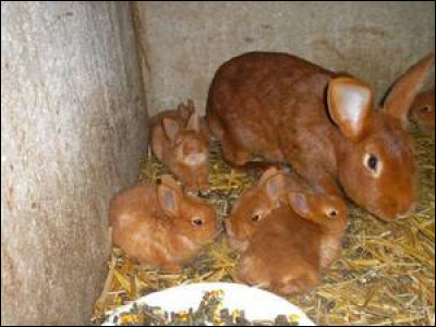 Et enfin, quel est le temps de gestion de la lapine ?