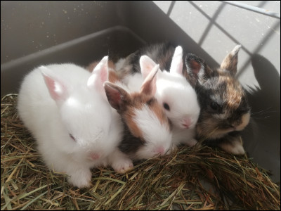 On continue dans le facile, comment s'appellent les b&eacute;b&eacute;s du lapin ?