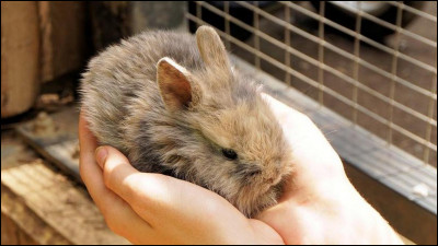 Question plus dure, les lapins ne sont pas des rongeurs, alors, que sont les lapins ?