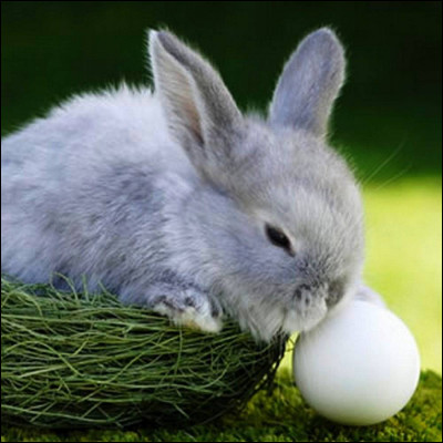 Quel est le nom scientifique du lapin ?