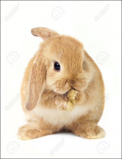 On reprend les questions faciles. Quelle est la femelle du lapin ?