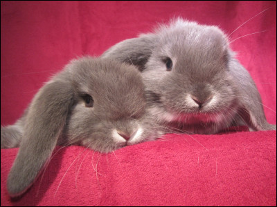 Quels sont les aliments qui repr&eacute;sentent les lapins ?