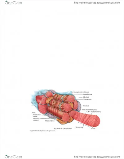 Quel est le r&ocirc;le des filaments des myosines ?