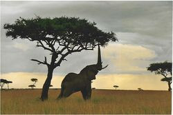 Quiz Animaux
