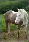 En plus des marques blanches, quelle autre particularit permet de distinguer un cheval d'un autre ?