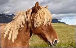 A quelle allure seul le poney islandais peut aller ?
