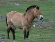 Quelle est la plus ancienne race de cheval encore existsante ?