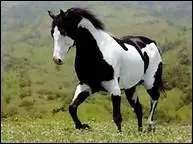 Quelle est la caractristique d'un Paint Horse ?