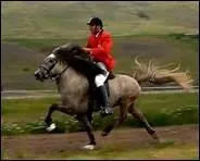 Quelle est l'autre allure rare du cheval ?