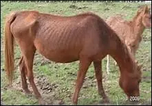 Entre autres, quelle association recueillait les chevaux trop vieux ou maltraits ?