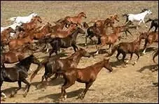 Qu'est-ce qu'un Mustang ?