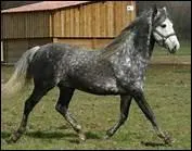 Le Barbe est originaire ...