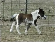 Quelle est la plus petite race de chevaux qui existe ?