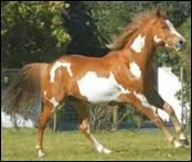 Quel est le cheval typique des Amrindiens ?