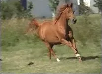 Laquelle de ces robes est une robe simple ?