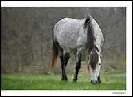 Combien de temps dure la gestation d'une jument ?