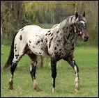 Quelle est la particularit de l'Appaloosa ?