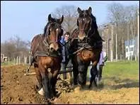 Dans quelle activit utilise-t-on  nouveau les chevaux lourds ?