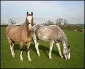 D'o est originaire le Criollo ?