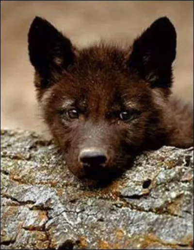 Complétez le proverbe : Pendant que le loup ..., la brebis au bois ... !