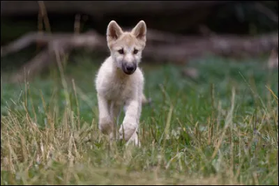 Trouvez le court métrage d'animation dont les héros sont un loup et un lapin !