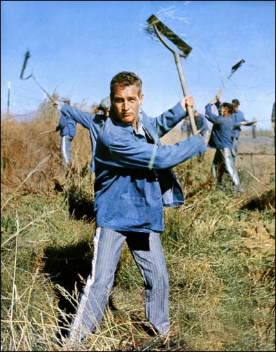 "Luke la main froide", film réalisé par Stuart Rosenberg, nous raconte le quotidien d'un homme condamné à 2 ans de travaux forcés et qui, rebelle à toute forme d'autorité, tente plusieurs fois de s'évader. Dans une scène mémorable Luke, alias Paul Newman, tente un record, celui d'avaler le maximum de... Que tente-t-il d'avaler ?
Indice : Luke est un dur à cuire mais n'en faisons pas tout un plat.