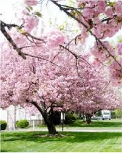 De quel pays est originaire l'abricotier du Japon ?