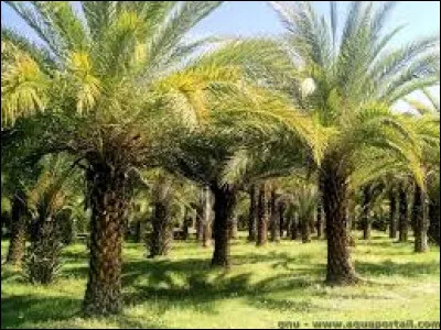 Combien d'esp&egrave;ces de palmiers peut-on trouver dans le monde ?