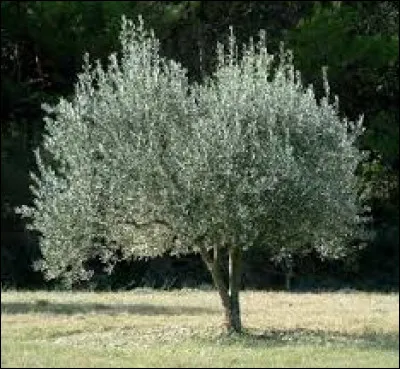 Cet arbre pourrait dater de 14000 ans et sa culture aurait &eacute;merg&eacute; en Cr&egrave;te entre 3500 et 5000 ans avant JC. Puis, au fil des &eacute;changes commerciaux et des conqu&ecirc;tes, elle se r&eacute;pand dans tout le bassin m&eacute;diterran&eacute;en. Avec la d&eacute;couverte du &laquo; Nouveau Monde &raquo; en 1492, cet arbre arrive en Am&eacute;rique. De nos jours, on le retrouve &eacute;galement en Australie ou au Japon. De quel arbre s'agit-il ?