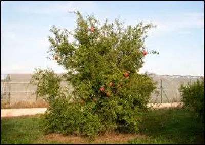 C'est un arbre fruitier de la famille des Lythrac&eacute;es, cultiv&eacute; depuis l'Antiquit&eacute; pour ses fruits et pour les qualit&eacute;s ornementales de ses grandes fleurs. Le nom d'une ville espagnole est associ&eacute; au fruit de cet arbre par une &eacute;tymologie populaire. De quel arbre s'agit-il ?