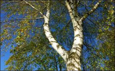 Ses propri&eacute;t&eacute;s naturelles expliquent sans doute pourquoi cet arbre symbolise la purification dans de nombreux pays d'Europe du Nord. C'est dans cet arbre que sont traditionnellement taill&eacute;s les rameaux avec lesquels on se fouette au sortir du sauna, de m&ecirc;me que la baguette avec laquelle les instituteurs tapaient autrefois sur les doigts des &eacute;l&egrave;ves qui faisaient trop de fautes. Quel est cet arbre ?