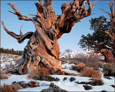 Quel est le plus vieil arbre du monde, répertorié à ce jour ?