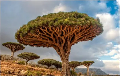 Quel est le nom de cet arbre &eacute;tonnant, embl&eacute;matique de l'&icirc;le de Socotra, au large du Yemen ?