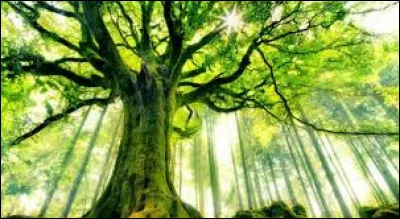 Le h&ecirc;tre de Ponthus est le compagnon des Korrigans. O&ugrave; peut-on donc le voir ?