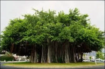 Quel est le nom de cet arbre sacr&eacute;, embl&eacute;matique de l'Inde, dont les feuilles ont servi de support d'&eacute;criture &agrave; de nombreux po&egrave;tes et sages hindous ?