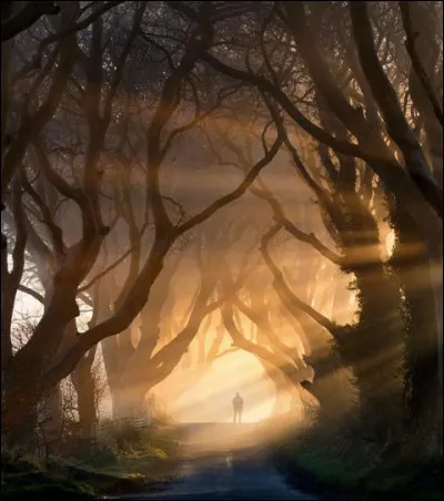 Cette all&eacute;e bord&eacute;e d'arbres tortueux a &eacute;t&eacute; rendue c&eacute;l&egrave;bre par la s&eacute;rie ''Game of Thrones''. O&ugrave; se trouve-t-elle ?