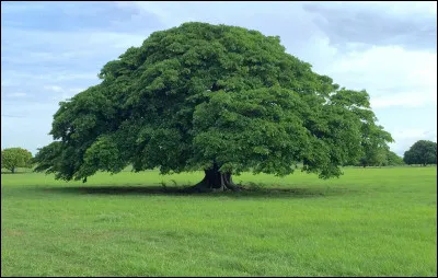 De quel pays l'arbre Guanacaste, surnomm&eacute; l'arbre &agrave; oreille d'&eacute;l&eacute;phant, est-il devenu l'embl&egrave;me en 1959 ?