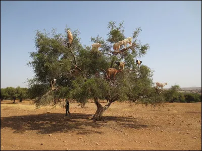 Comment s'appelle cet arbre qui pousse au Maroc &agrave; l'&eacute;tat sauvage, depuis des mill&eacute;naires et dont les fruits produisent une huile tr&egrave;s appr&eacute;ci&eacute;e dans l'industrie cosm&eacute;tique ?