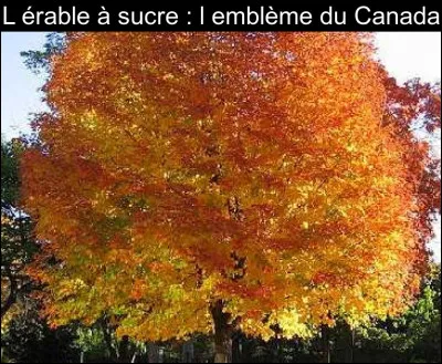 Comment s'appelle ce bel arbre am&eacute;ricain aux couleurs automnales dont la s&egrave;ve permet d'obtenir un d&eacute;licieux sirop ?