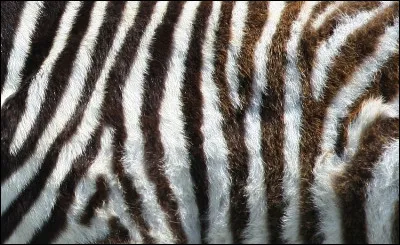 Tu préfères avoir :