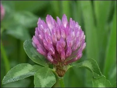 Que fais-tu des fleurs de trèfle ?
