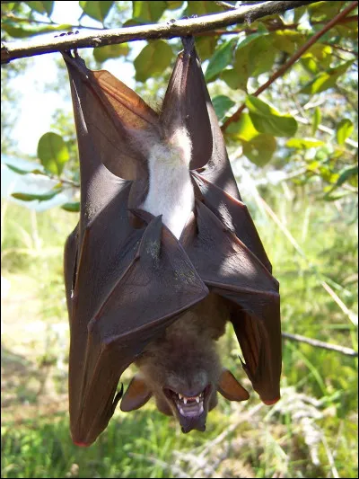 Le virus vient-il d'une chauve-souris ?